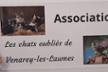 association les chats oubliés de venarey les laumes