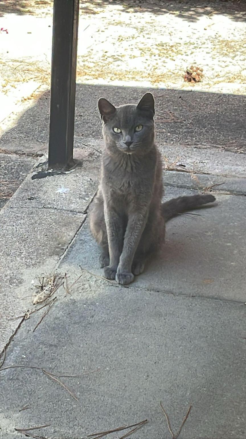 I Micetti della Perla Marina