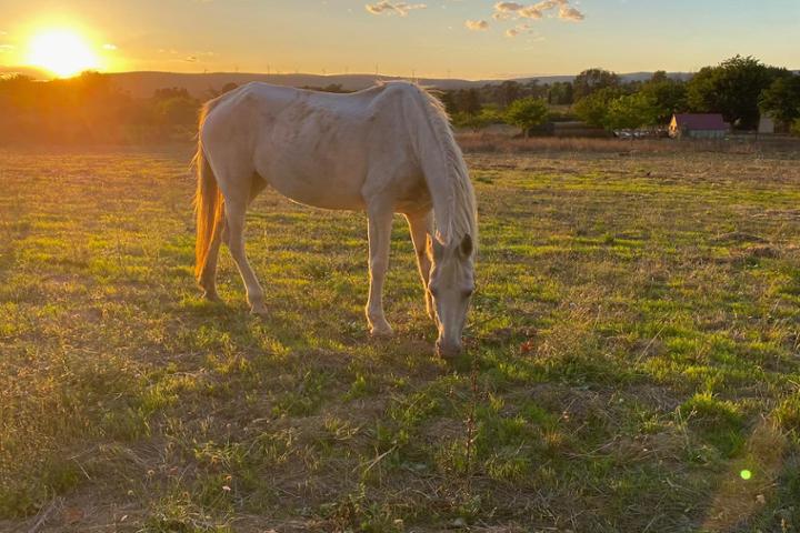 1€ par mois pour les animaux de la Ferme refuge de Grazilla