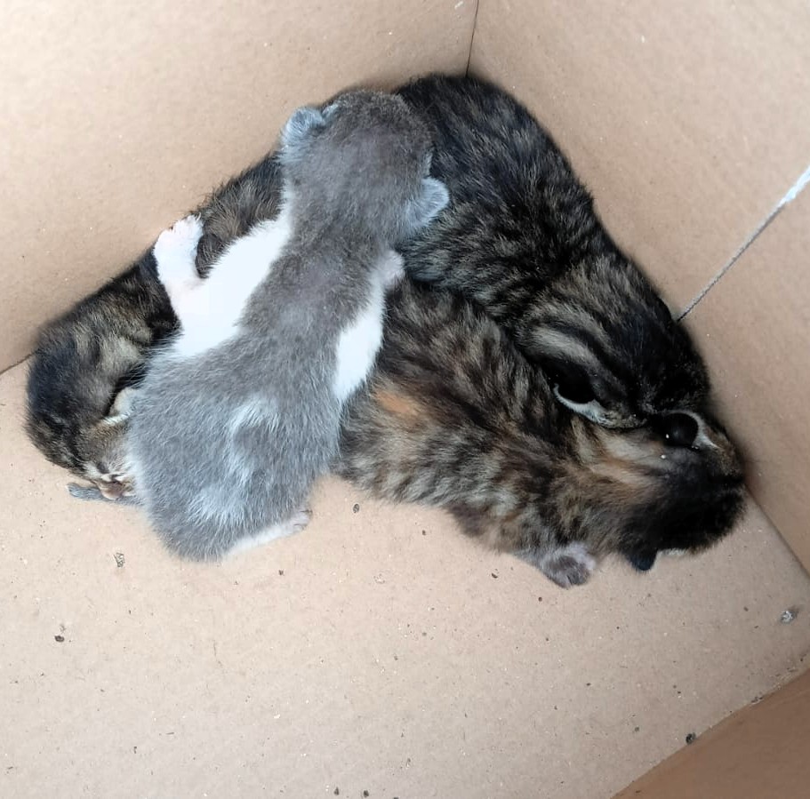 Minka Cats
