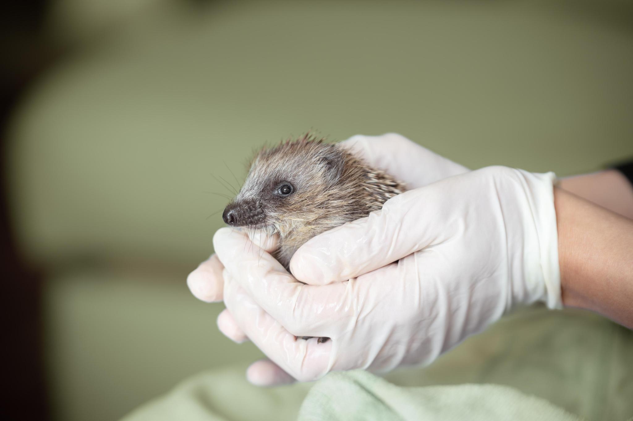ERINA: Wildlife Mammal Rehabilitation Center