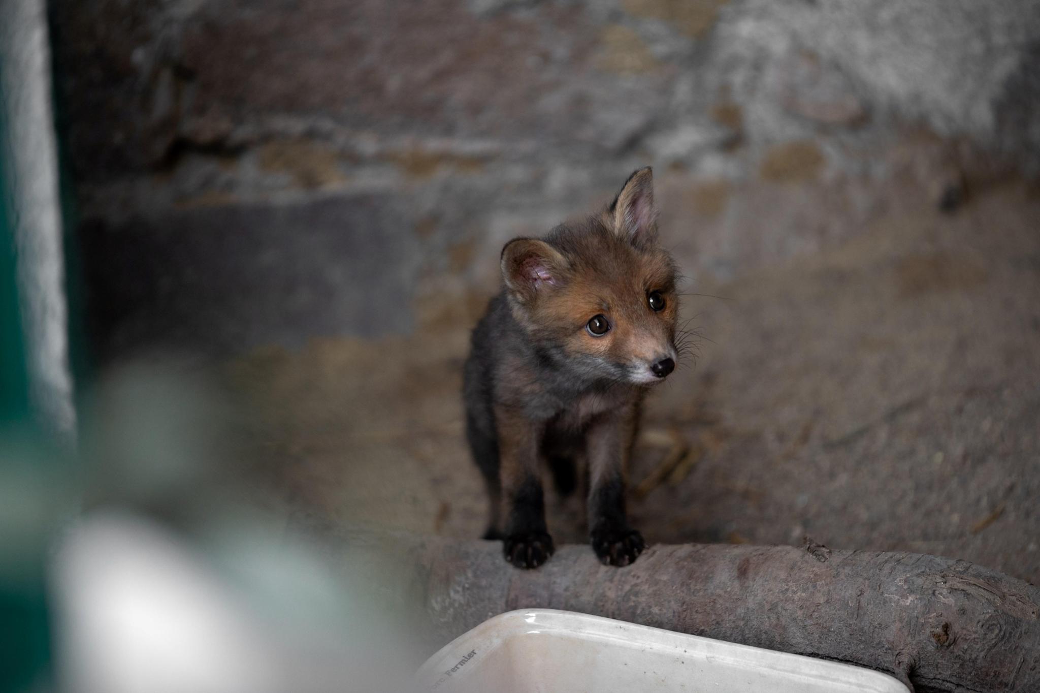 ERINA: Wildlife Mammal Rehabilitation Center