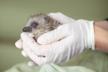 ERINA: Wildlife Mammal Rehabilitation Center