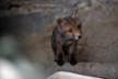 ERINA: Wildlife Mammal Rehabilitation Center