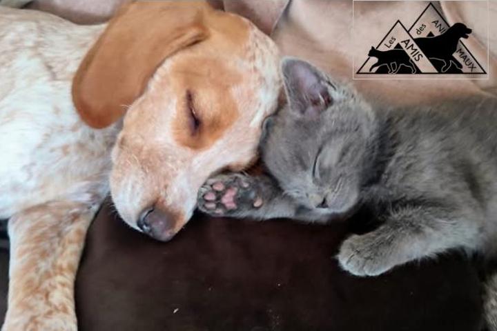 Les Amis des Animaux France