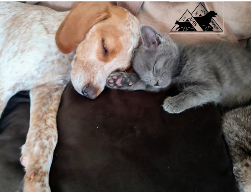 Les Amis des Animaux France