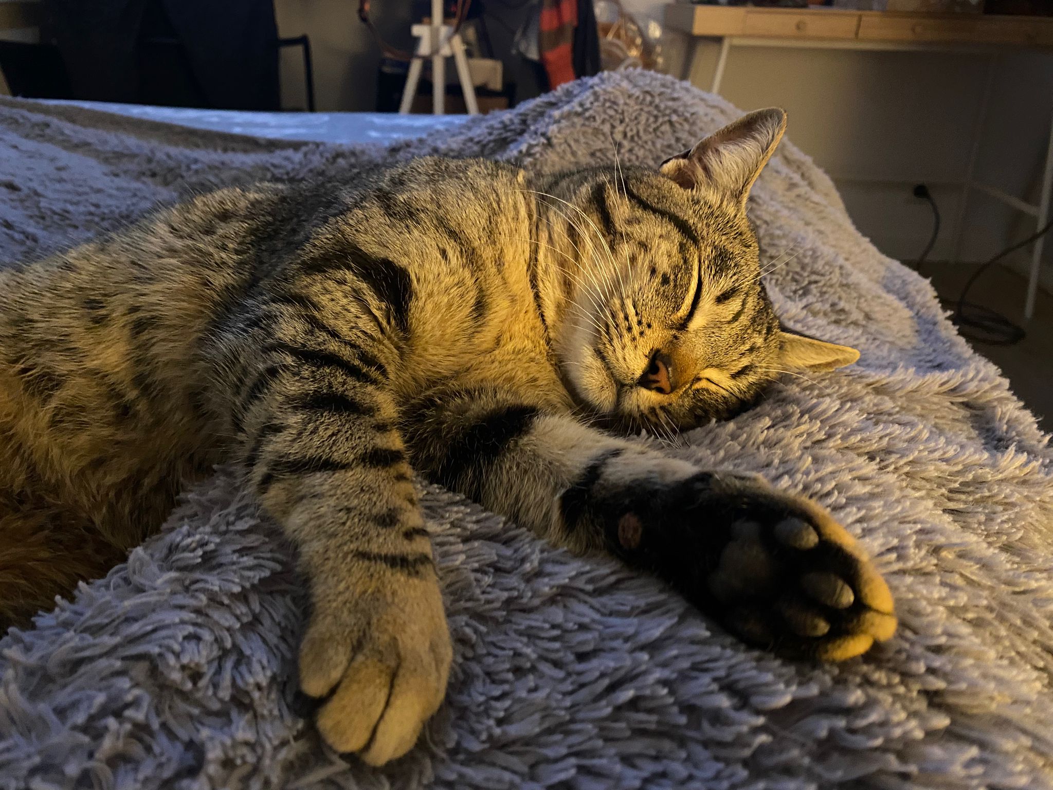 Adoptabigotitos ( Cat rescue and adoptions Barcelona)