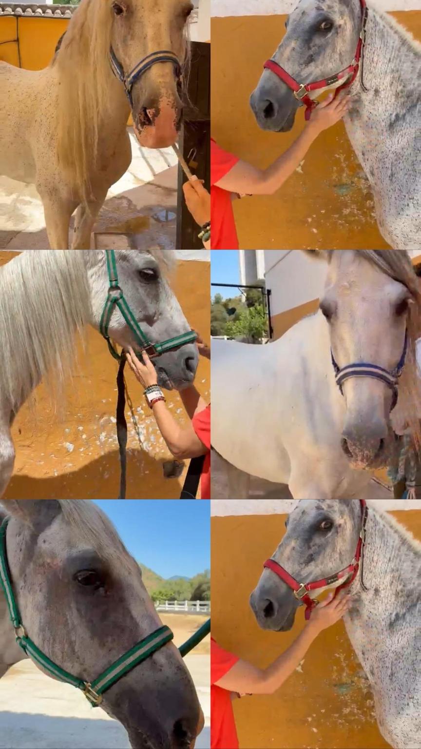 Ayuda a los caballos jubilados de la Policía de Marbella