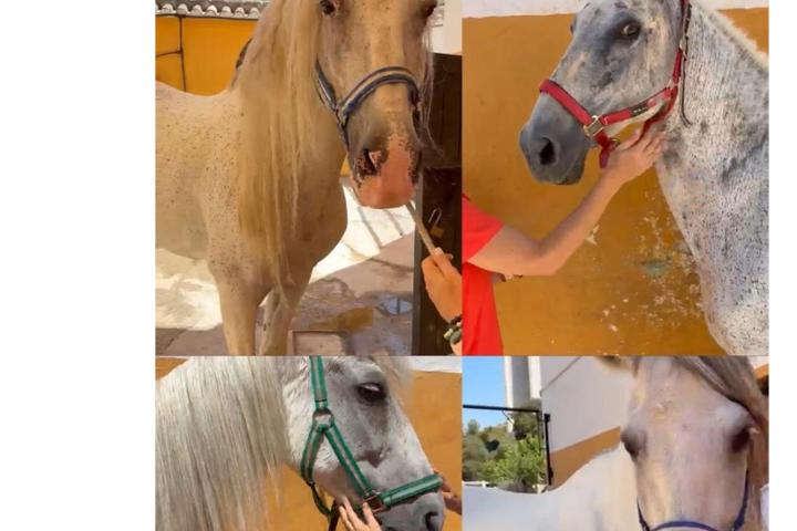 Ayuda a los caballos jubilados de la Policía de Marbella