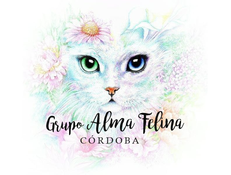 Grupo Alma Felina