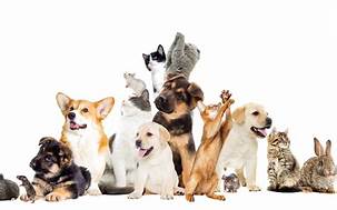 FONDS DE SOLIDARITE POUR ANIMAUX