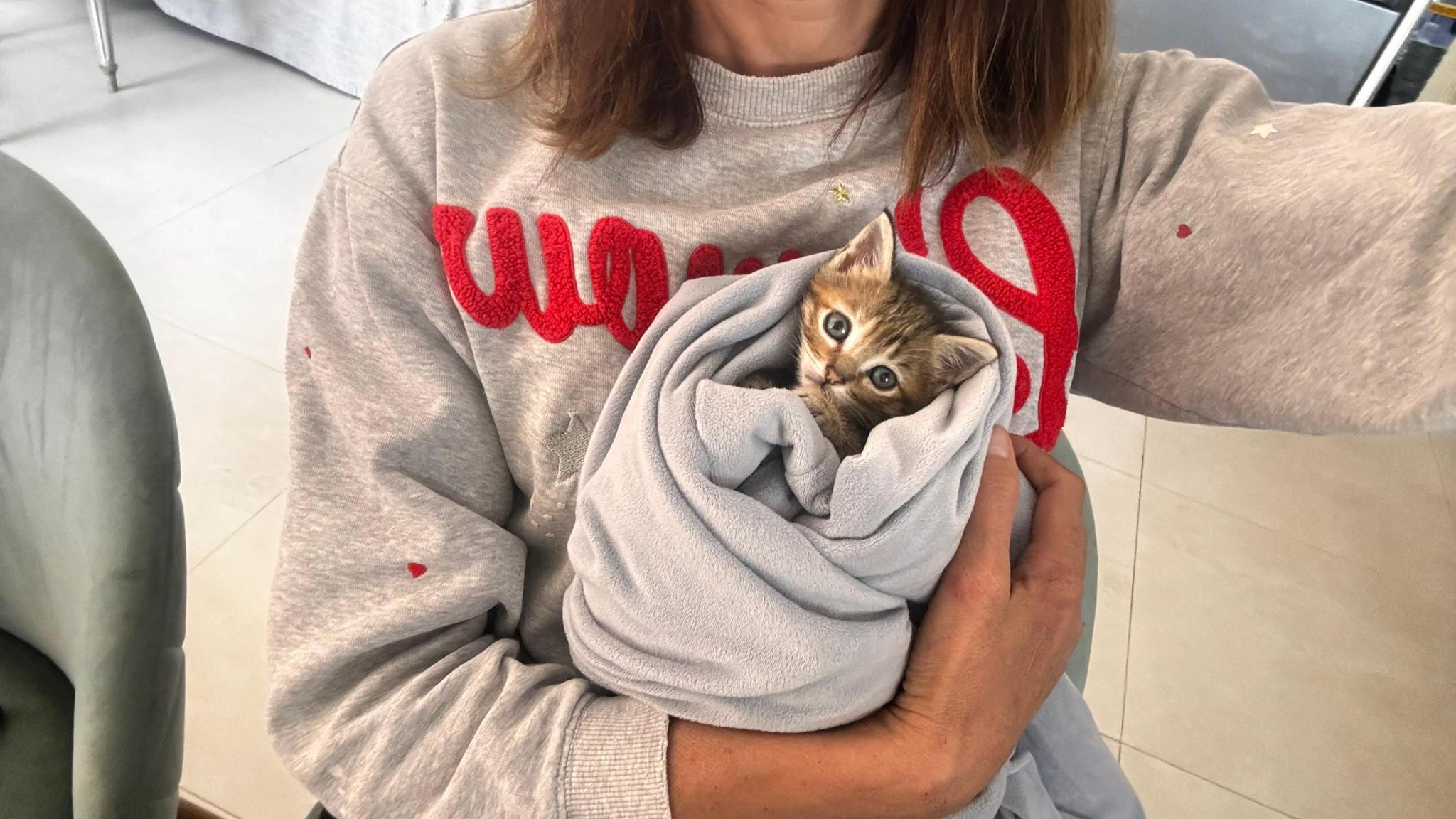 Adopta una mascota en ibiza
