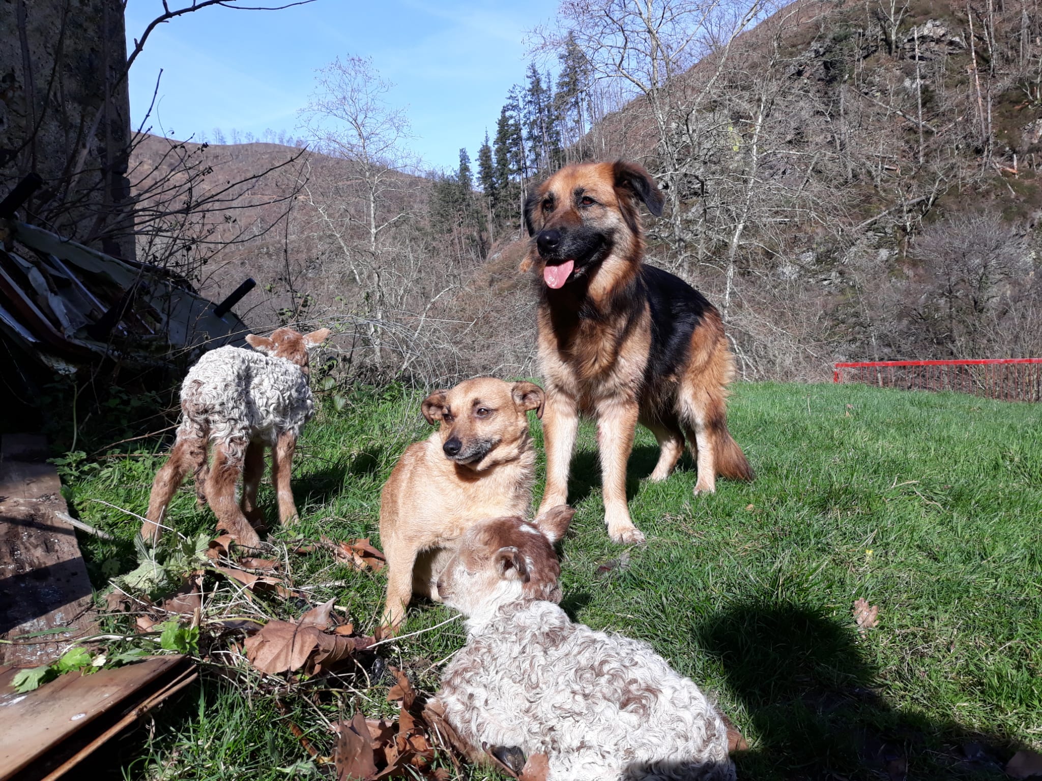 Kalma. Santuario de Animales
