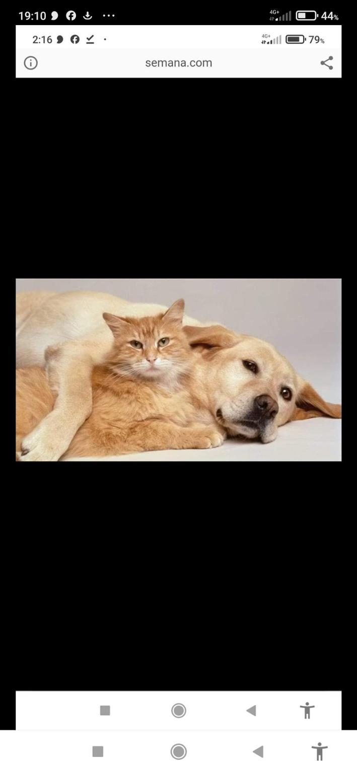 Emergencia Animal Tenerife