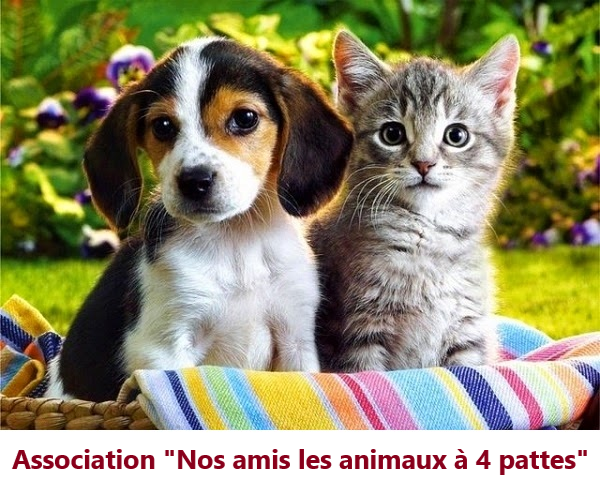 Association NOS AMIS LES ANIMAUX A 4 PATTES