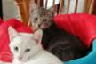 LES AMIS DES CHATS D ENTRAIGUES