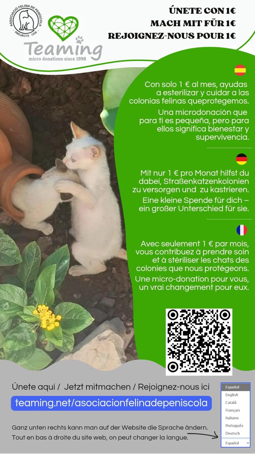 Asociación Felina de Peñíscola