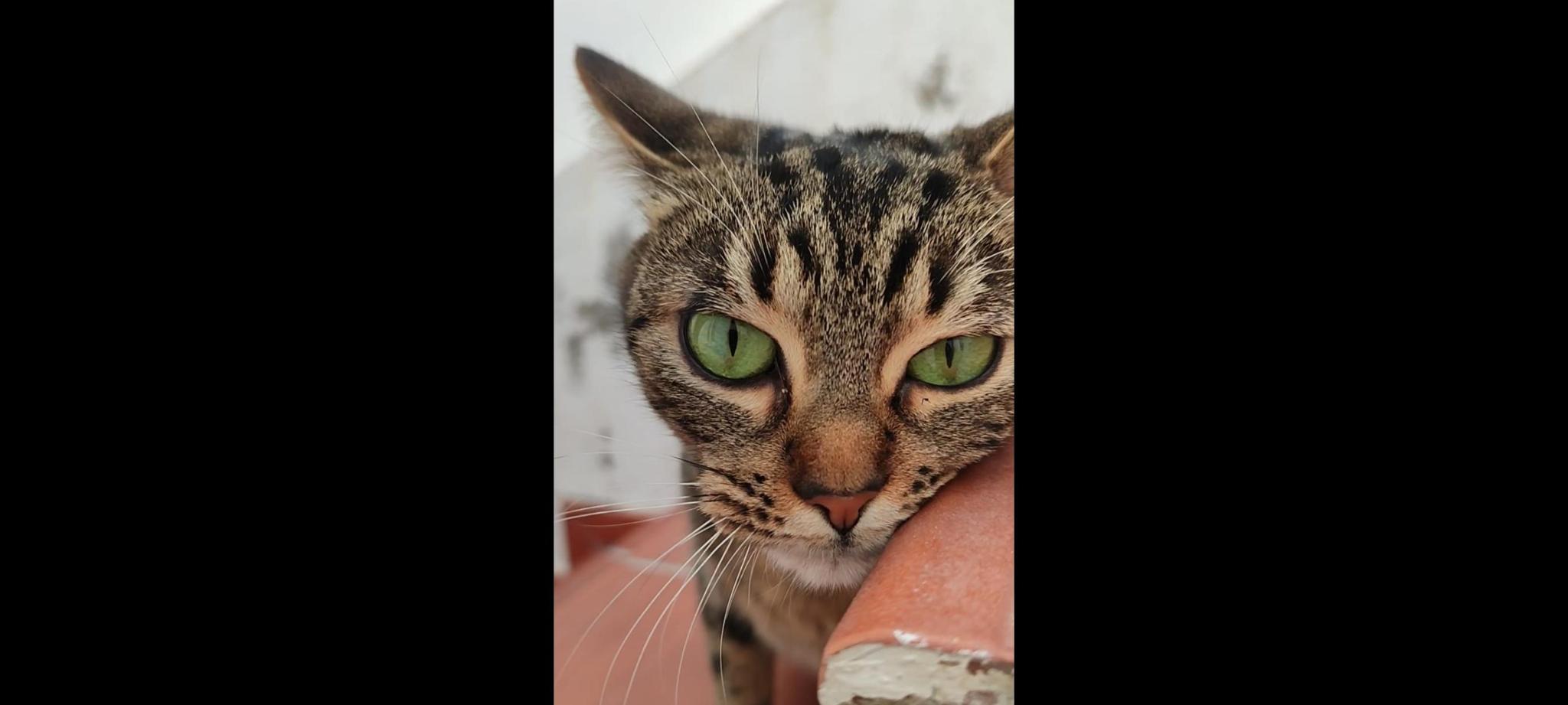 La Colonia del Álamo