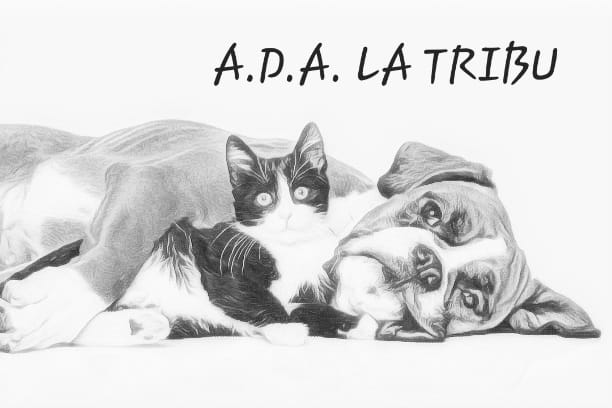 ADA La TRIBU