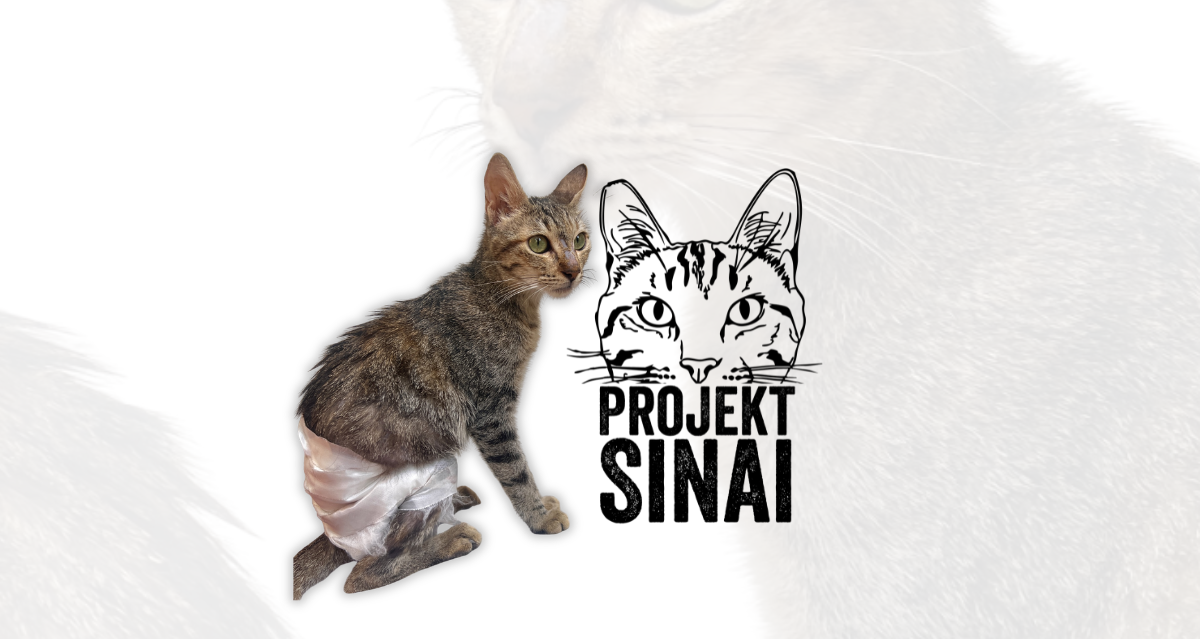 PROJEKT SINAI