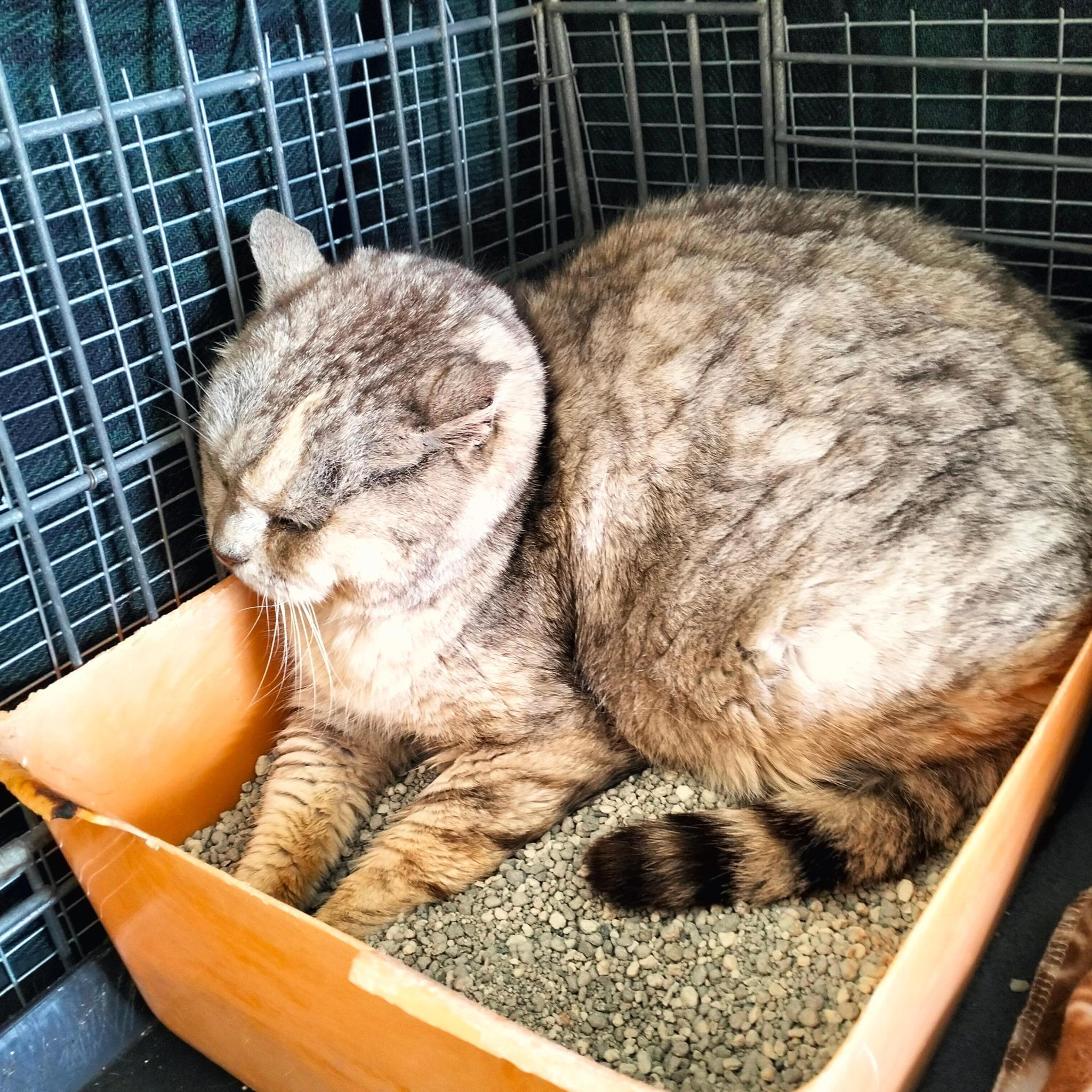 Ostellofelino