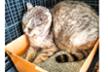 Ostellofelino