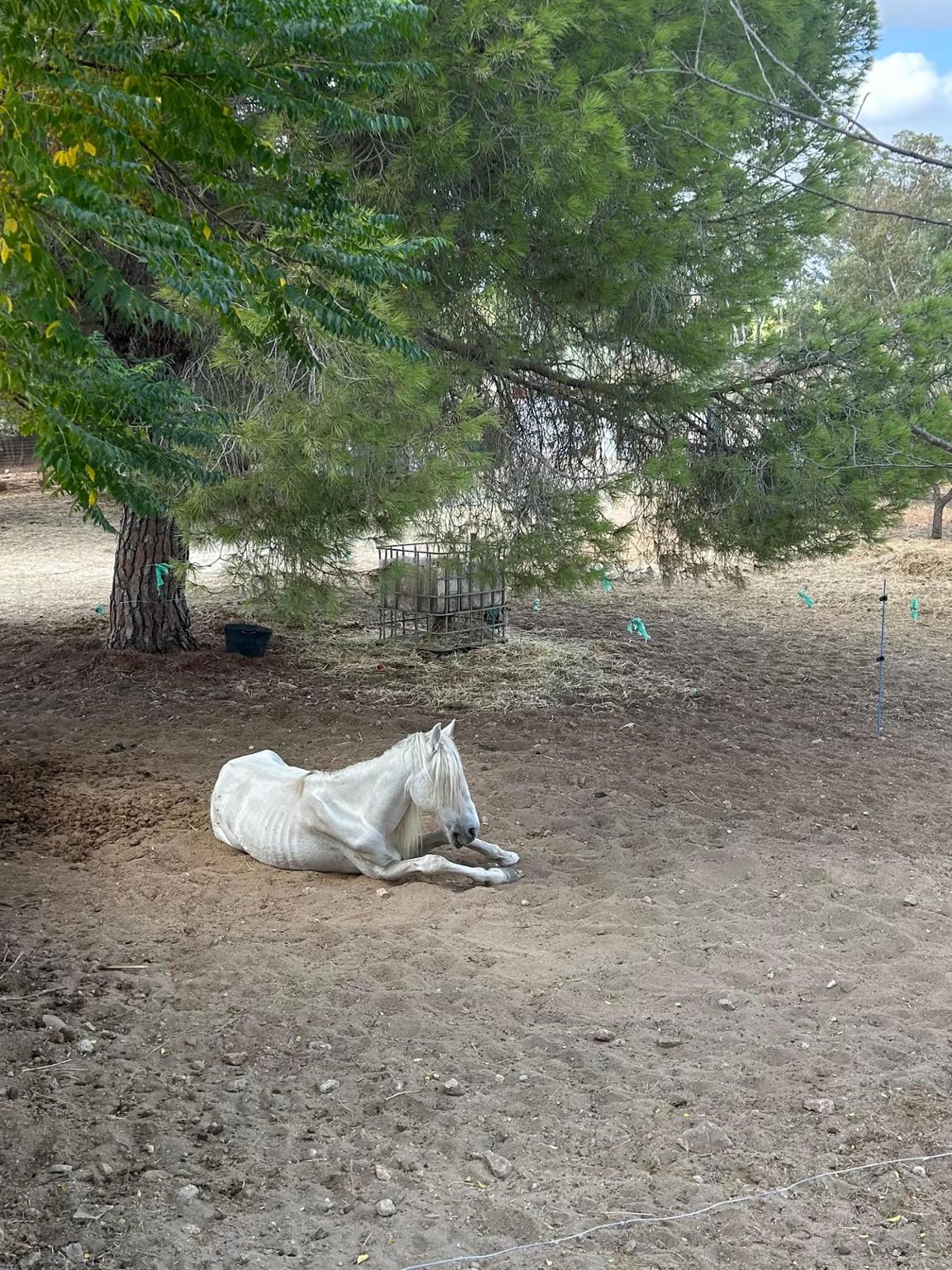 Ayuda a Bowie con su alimentación