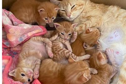 Bombay Family, leukaemic cats shelter Bombay Family, leukaemic cats shelter