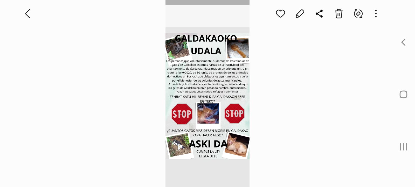 Colonia Gatos Galdakao