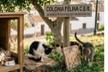 Asociación Felina Del Pusa