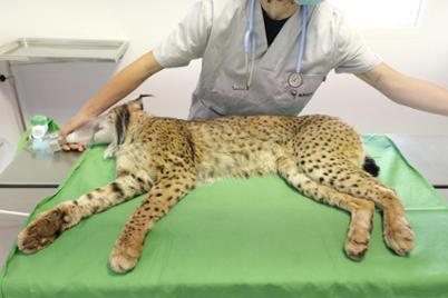 AMUS, wildlife hospital AMUS, wildlife hospital