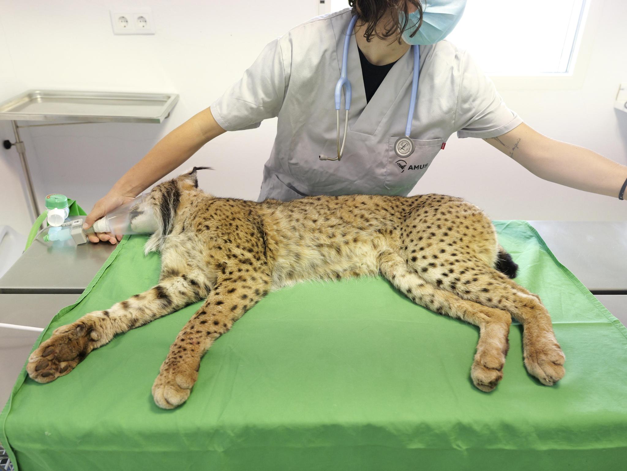 Help AMUS (Action for the Wild World)