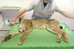 Help AMUS (Action for the Wild World)