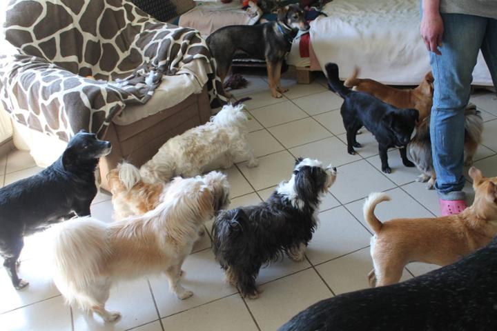 Imagem de Hilfe für Heikes Hunde