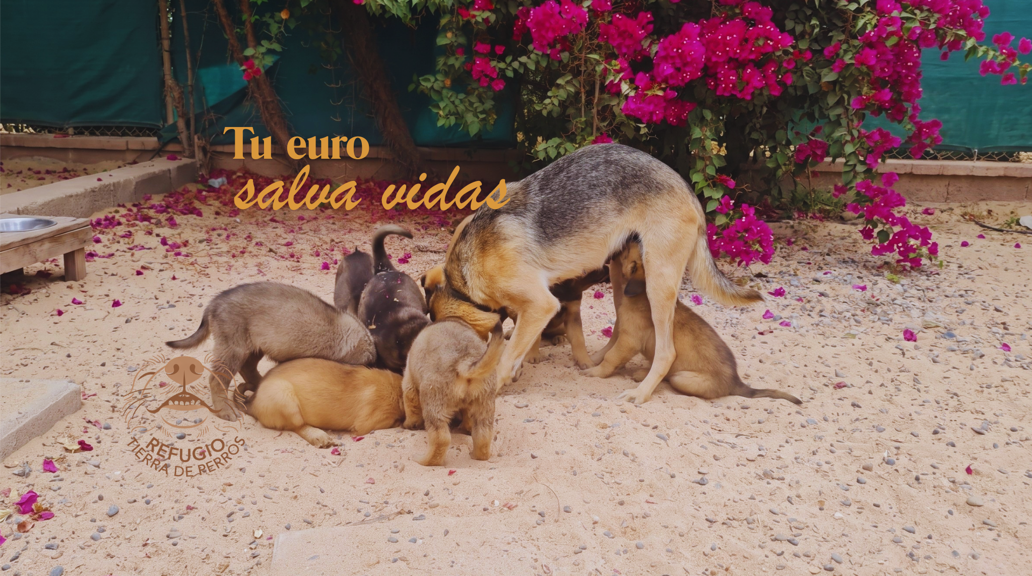 Land of dogs