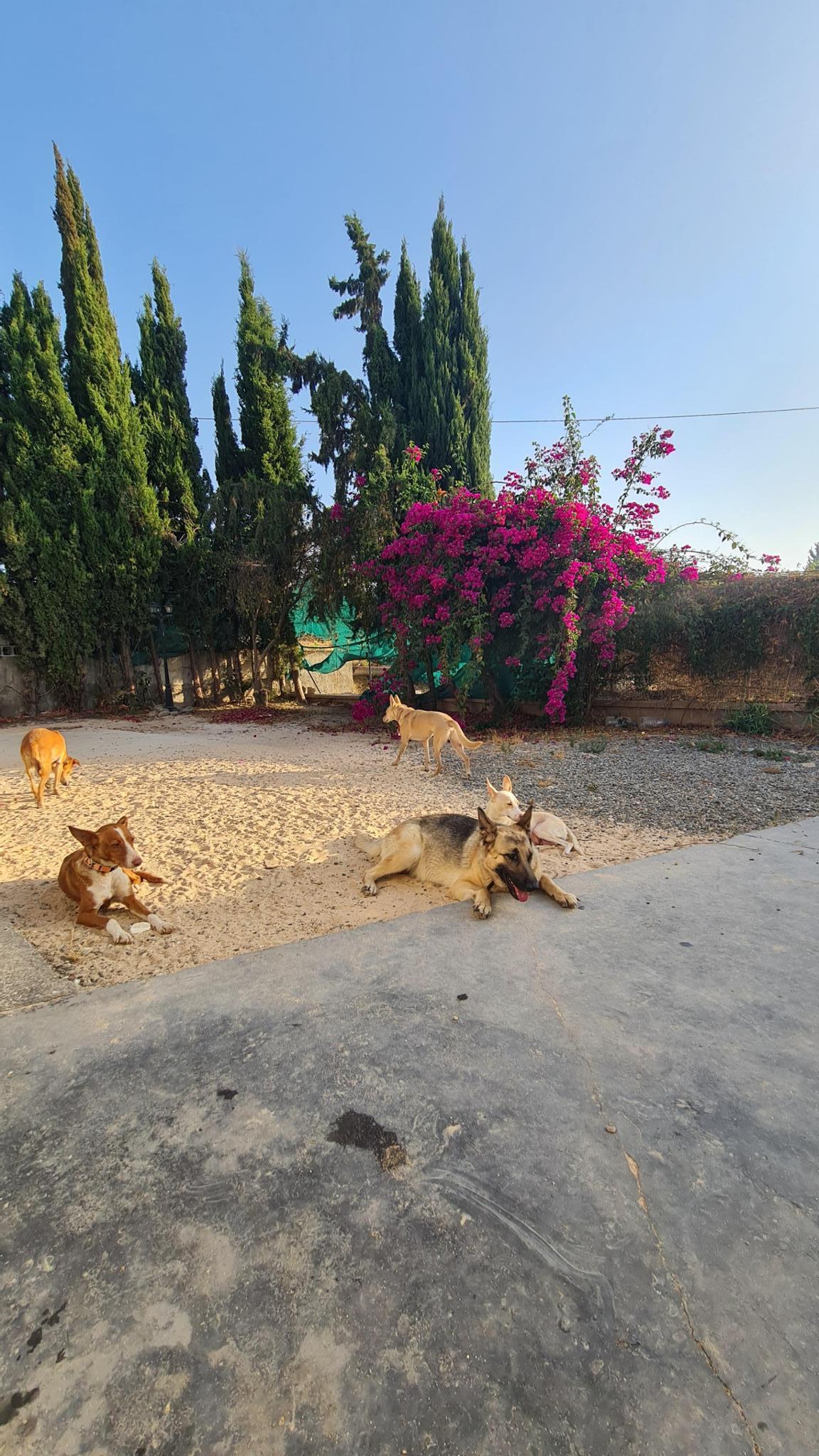 Land of dogs