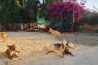 Land of dogs