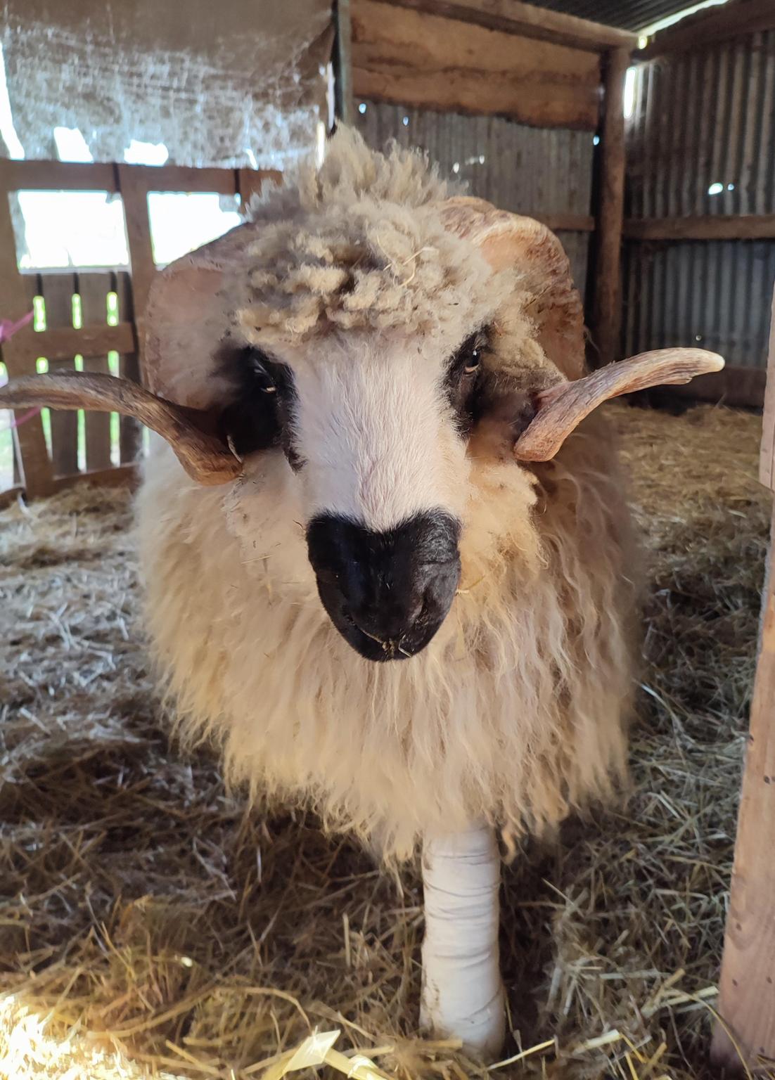 Les animaux d'élizéa