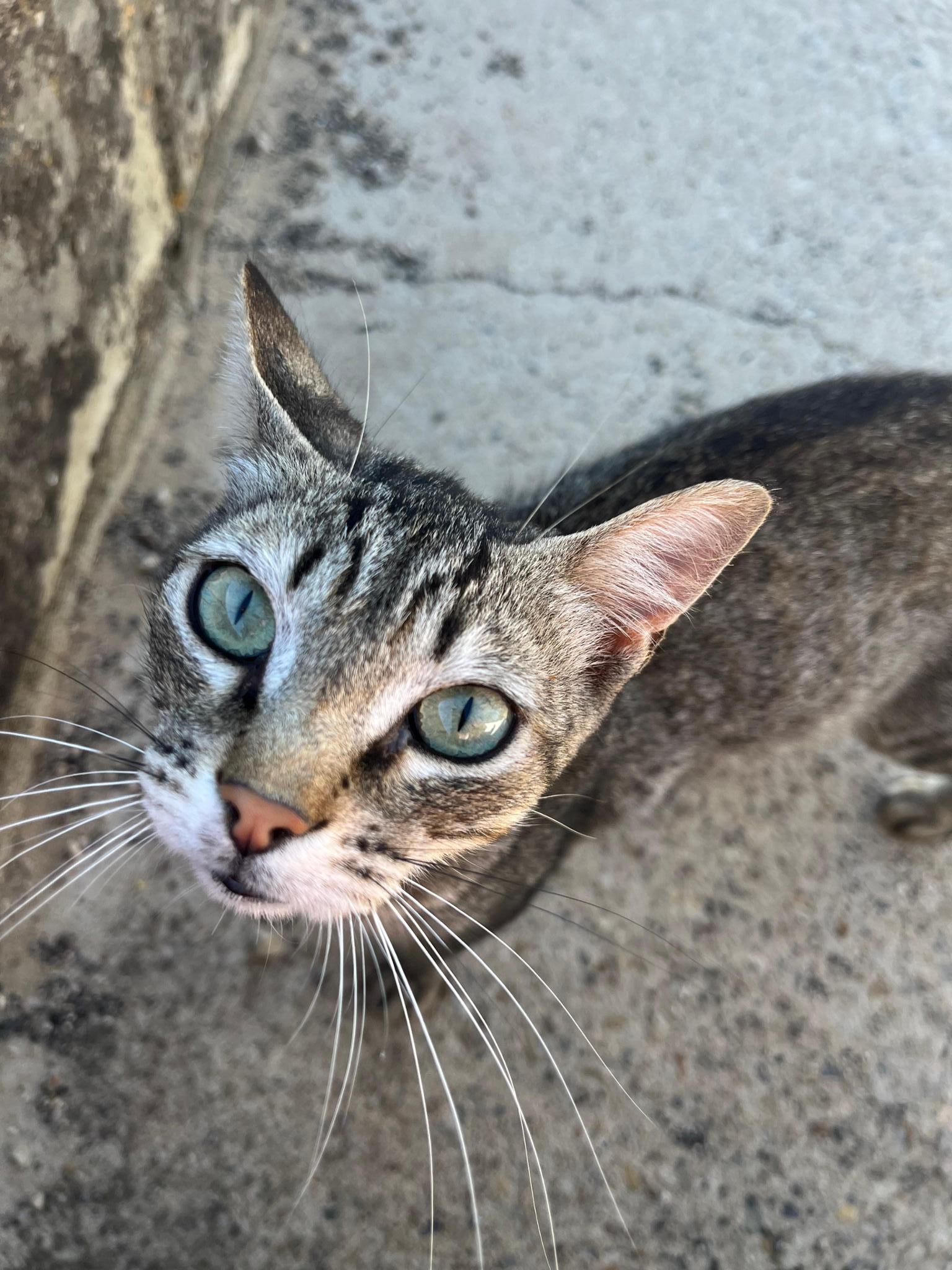 Colonia gatos Playa Micaela