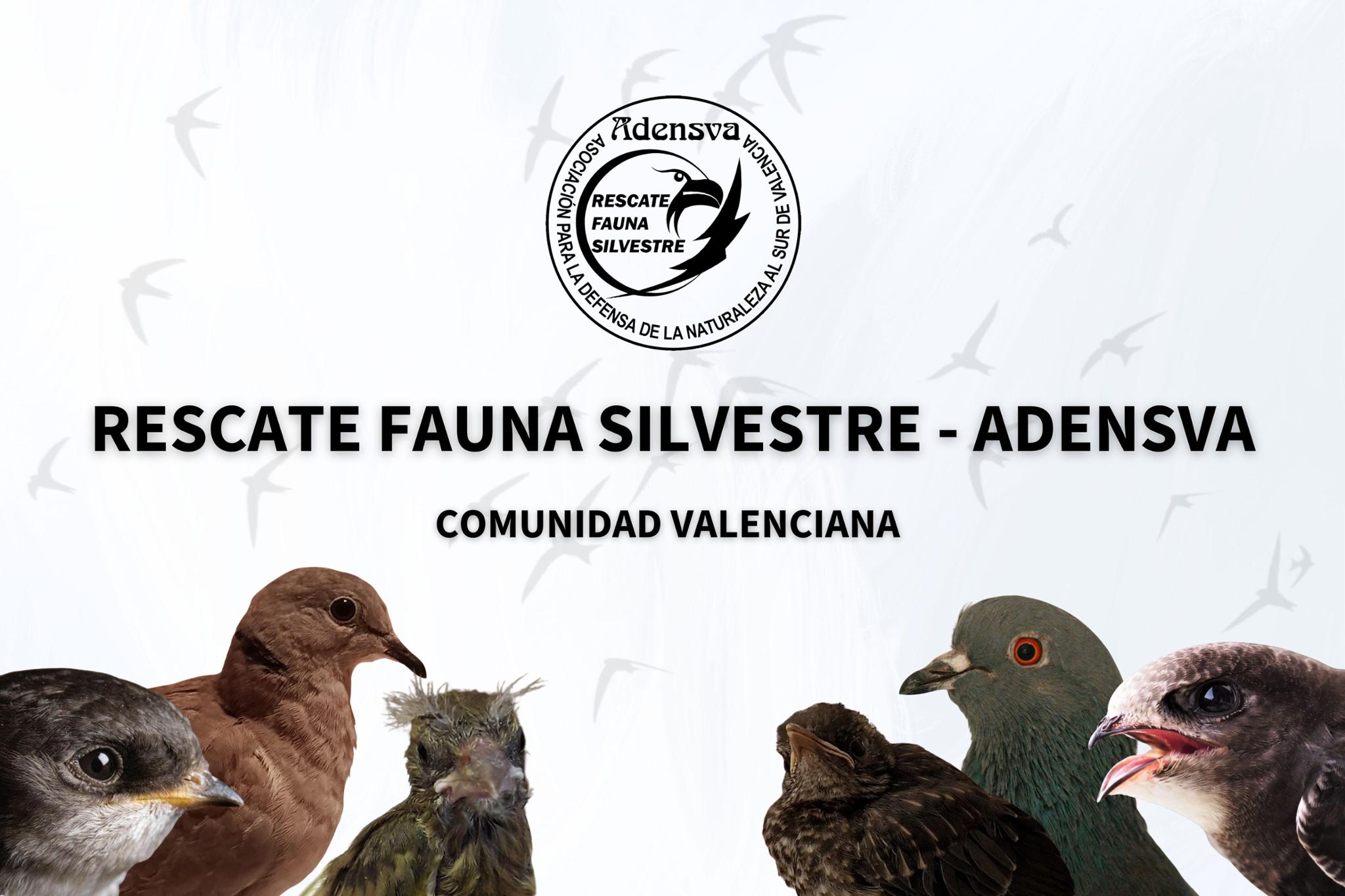 Rescate Fauna Silvestre - ADENSVA