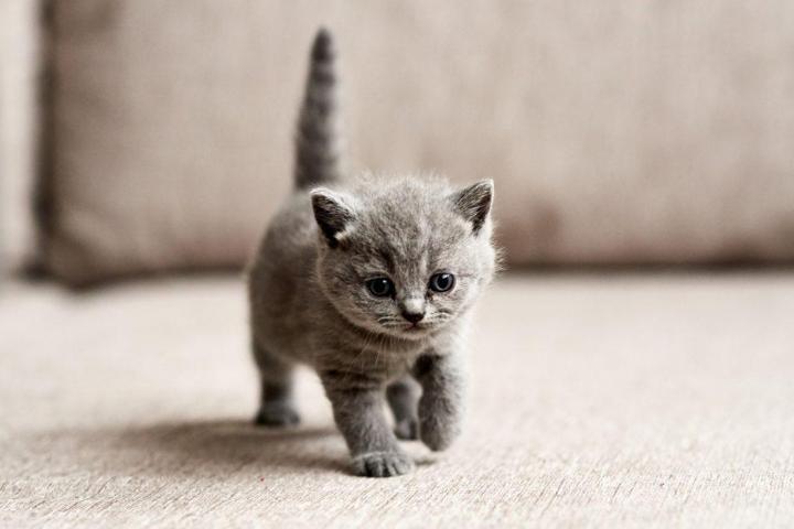 Asociación de Rescate animal y Colonias de Illora