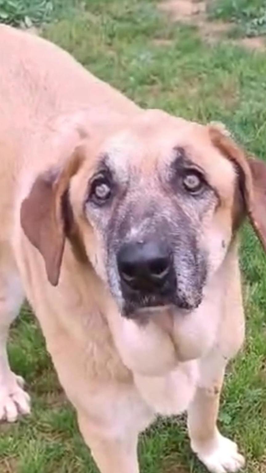 RESCATADOS ASOCIACION POR ELLOS