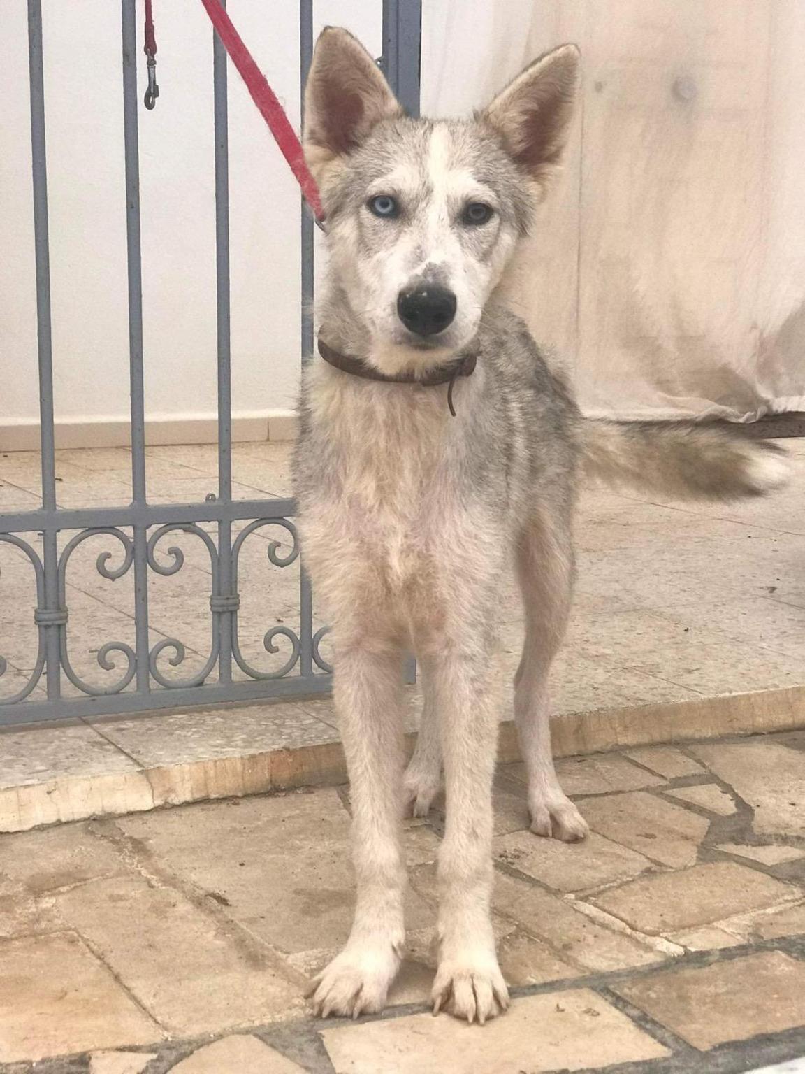 Sauvons les chiens et chats de rue, de la faim et de la misère.