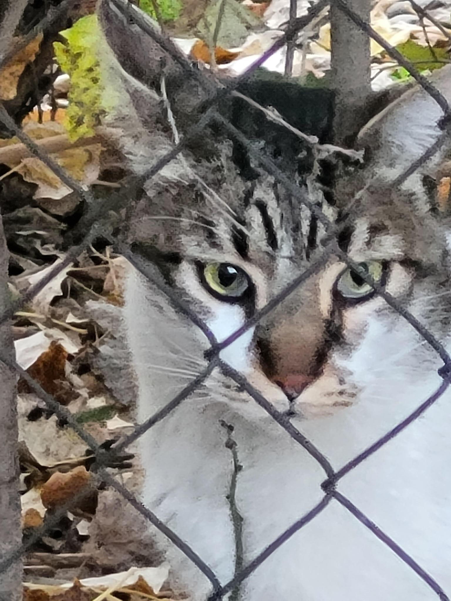 CES Colonias felinas Aravaca