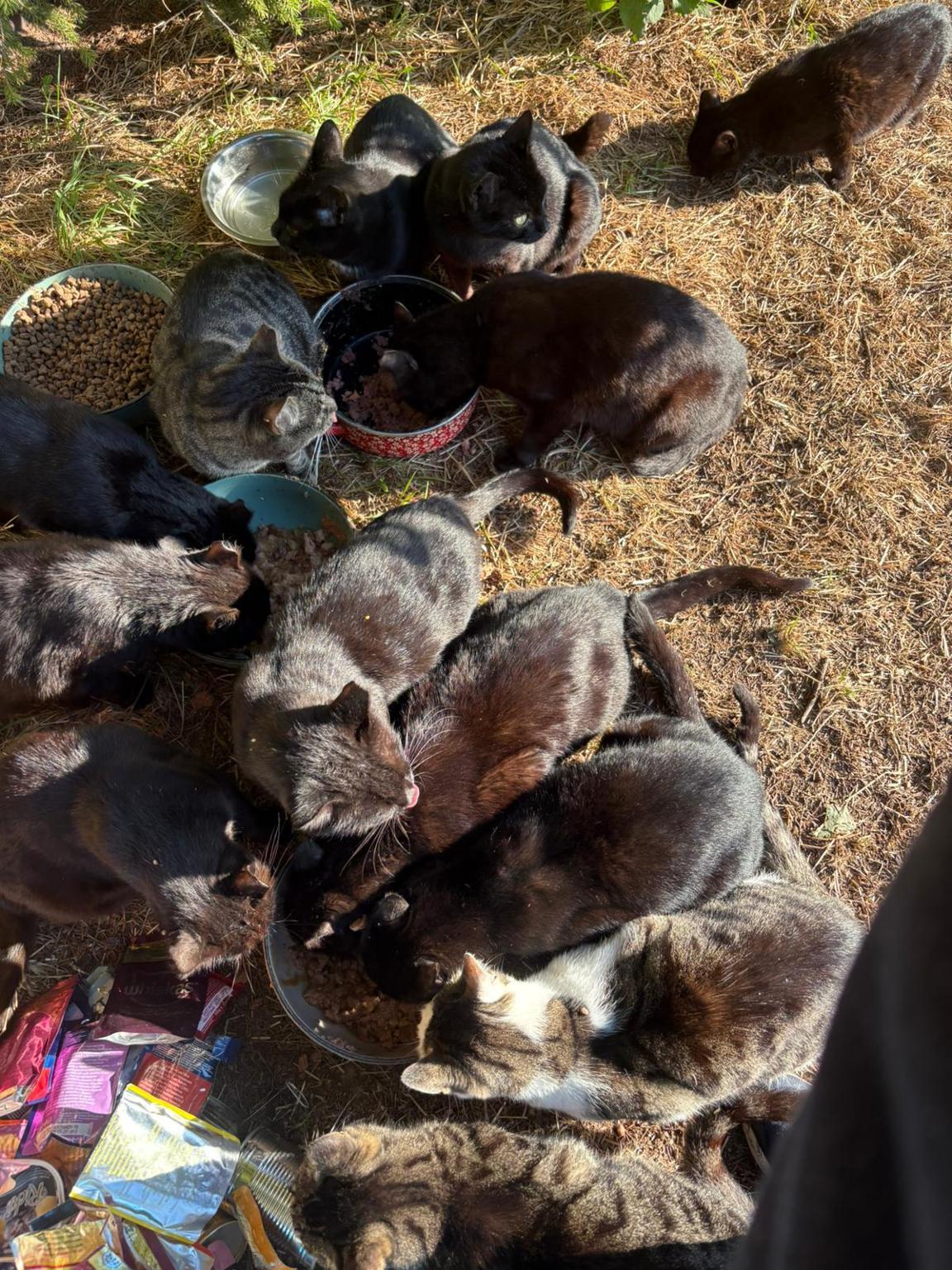 Verein Pfötchenhilfe