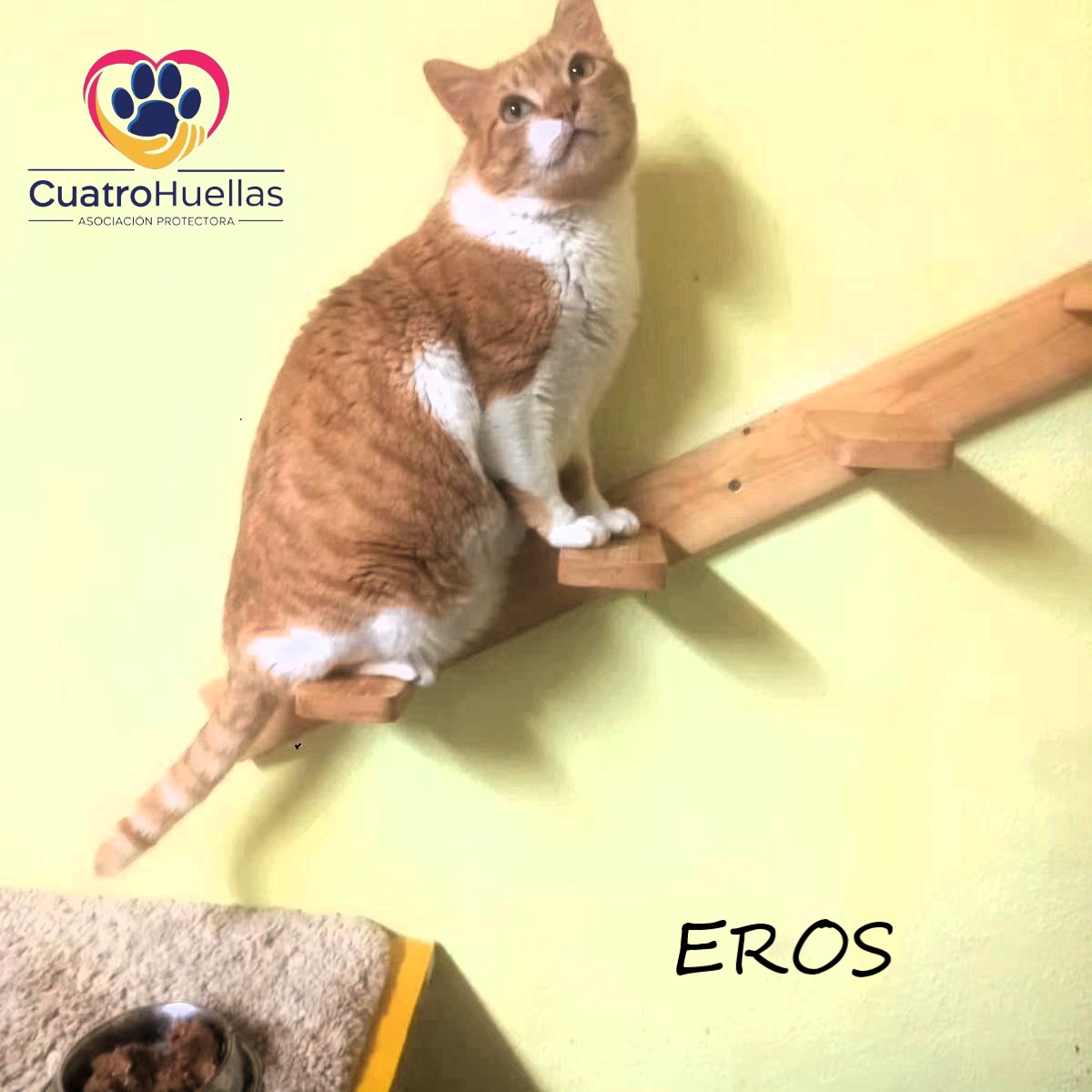 CUATRO HUELLAS GATOS LEUCEMICOS