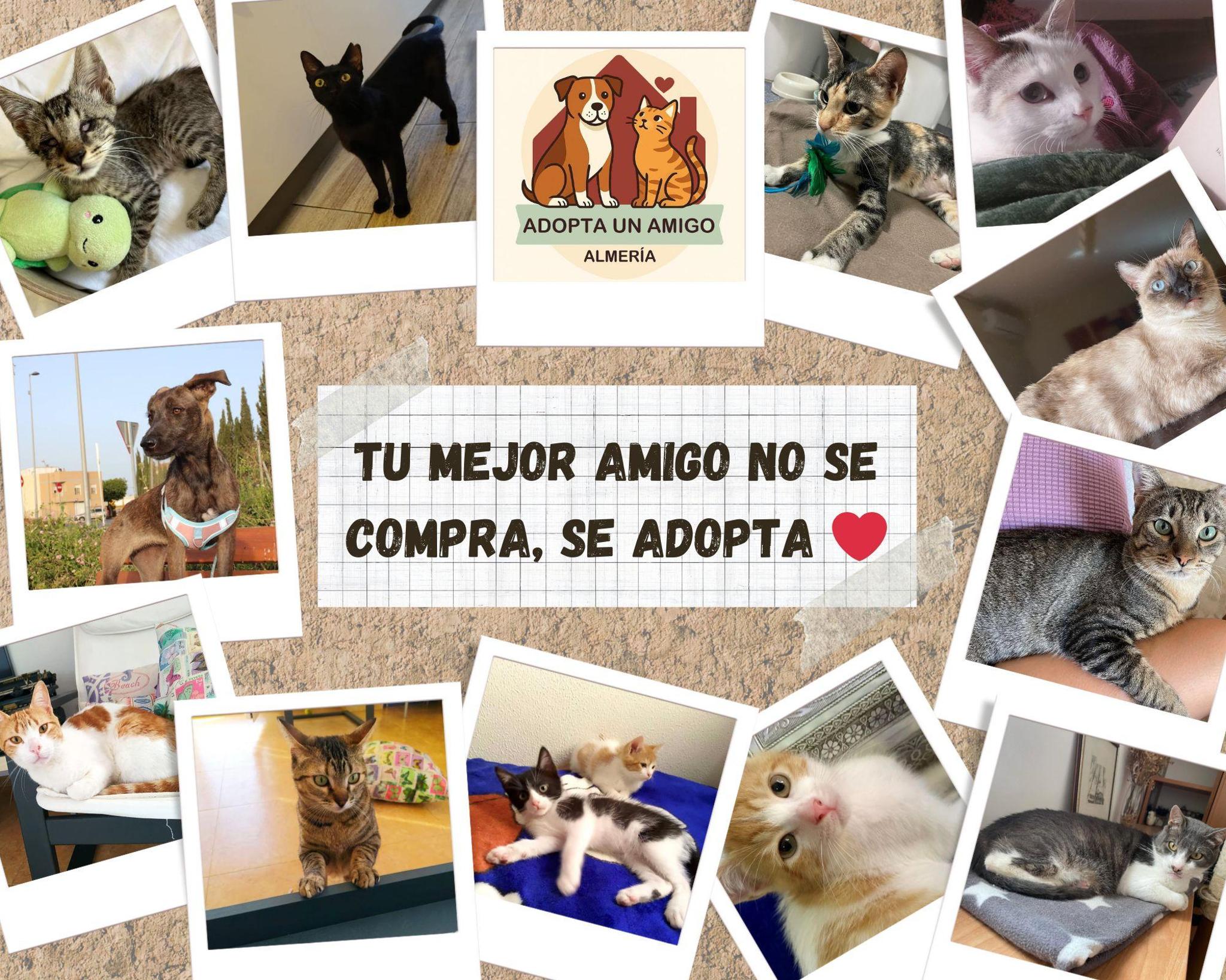 Adopta un amigo Almería