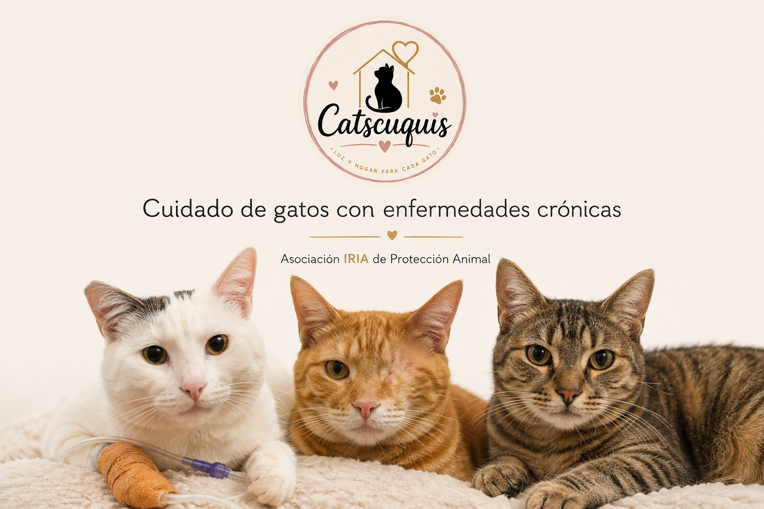 Catscuquis · Gatos con enfermedades crónicas