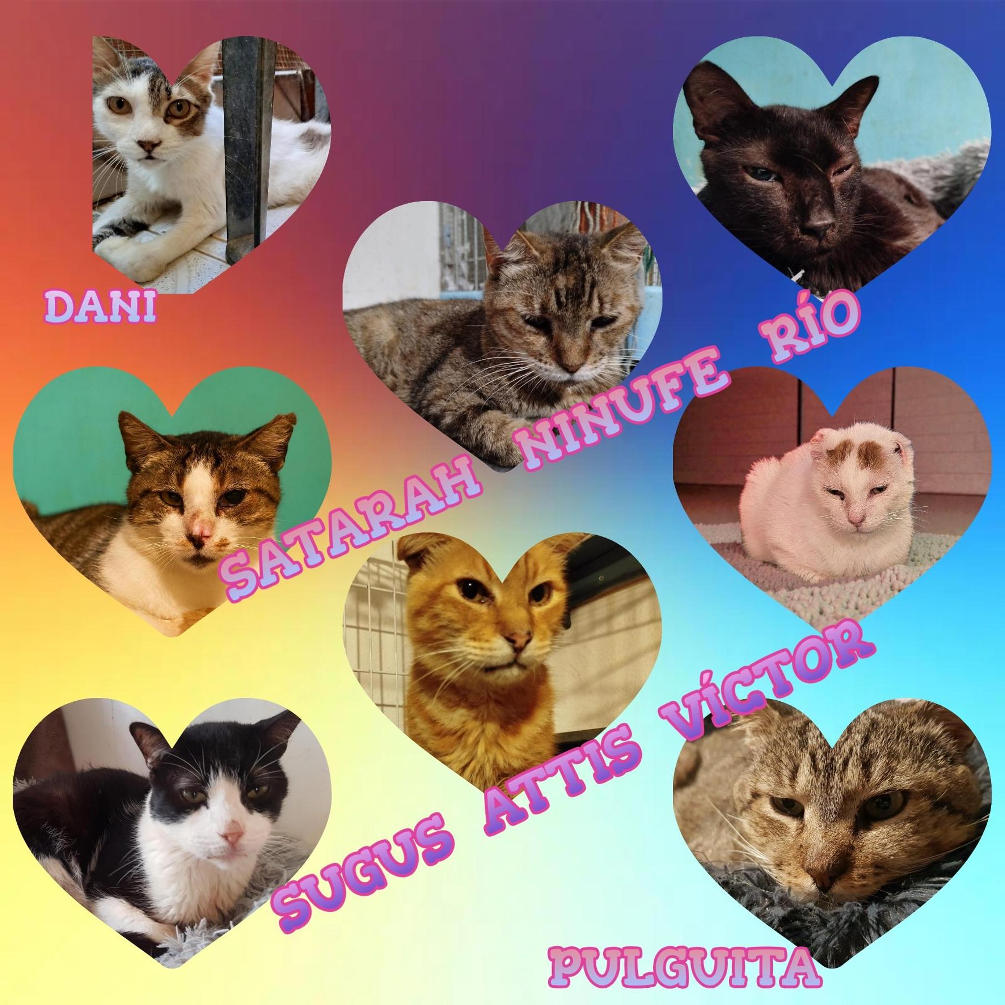 cgt-comidapachuchinesolvidados