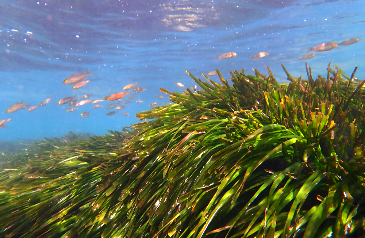 Let's protect El Cavet Beach